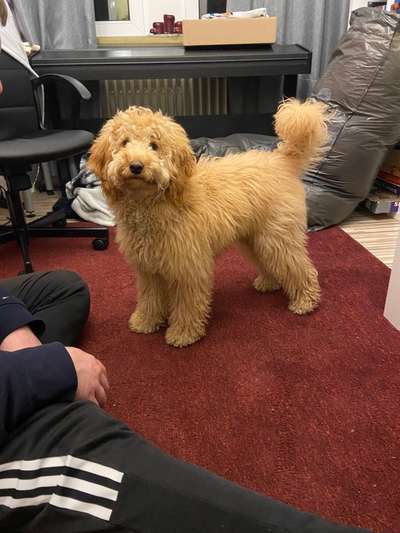 Alles rund um den Pudel-Beitrag-Bild