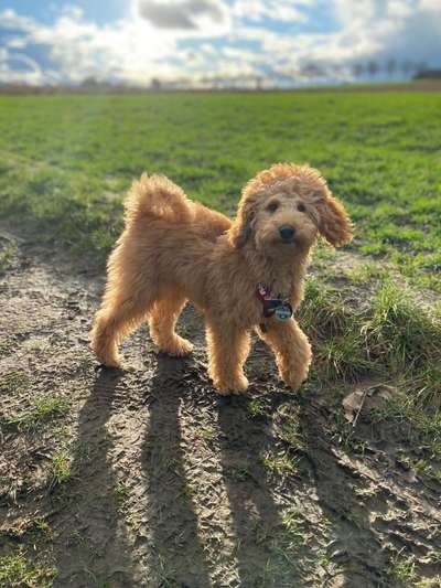 Dogorama Photo Challenge - Portrait-Beitrag-Bild