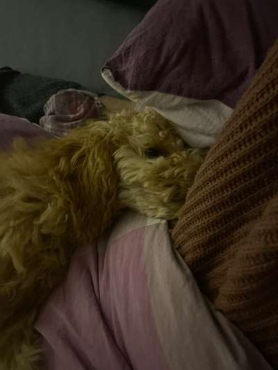 Wiederkehrendes Erbrechen-Beitrag-Bild