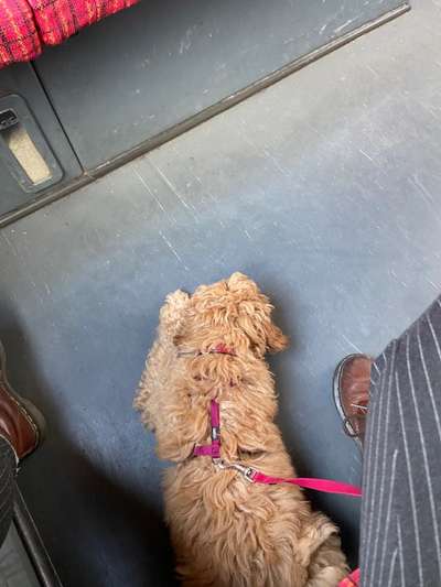 Impulskontrolle Challenge Nr.: 7
         "Gesellschaftsfähig"-Beitrag-Bild