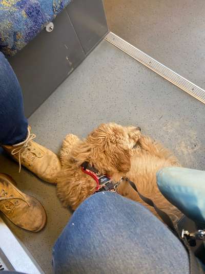 Impulskontrolle Challenge Nr.: 7
         "Gesellschaftsfähig"-Beitrag-Bild