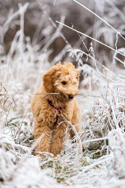 Foto Challenge Nr.: 114
Hunde im Schnee-Beitrag-Bild