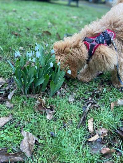 Dogorama Photo Challenge - die ersten Frühjahrsblumen-Beitrag-Bild