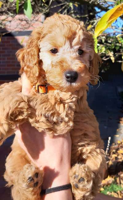 Alles rund um den Pudel-Beitrag-Bild