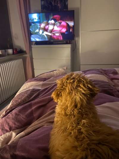 Dogorama Photo Challenge - Wir schauen fern (TV)-Beitrag-Bild