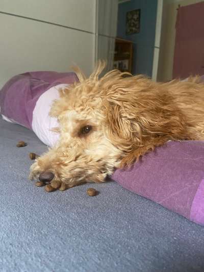 Alles rund um den Pudel-Beitrag-Bild