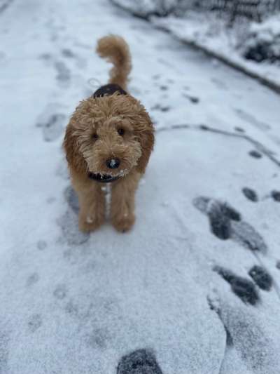 Alles rund um den Pudel-Beitrag-Bild