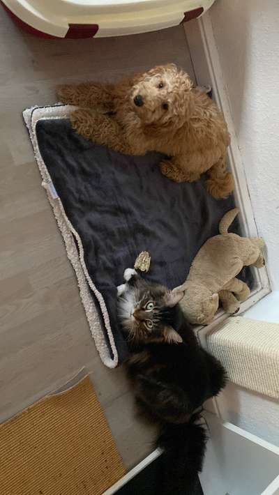 Hund und Katz Momente-Beitrag-Bild