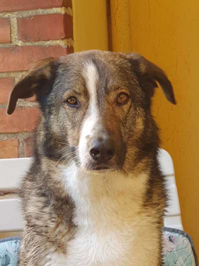 Herdenschutzhunde und Herdi-Mixe-Beitrag-Bild