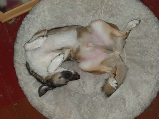 Die Dogorama Wochen Challenge-Beitrag-Bild