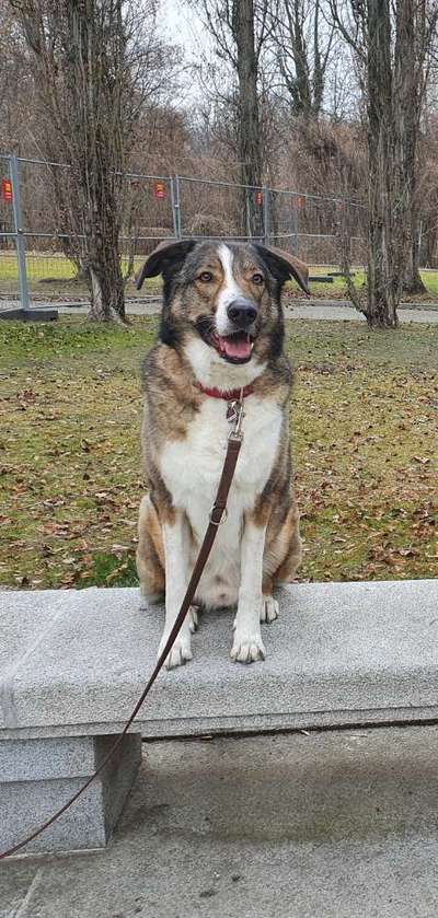Herdenschutzhunde und Herdi-Mixe-Beitrag-Bild