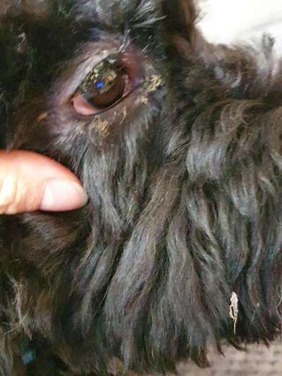 Augenentzündung?-Beitrag-Bild