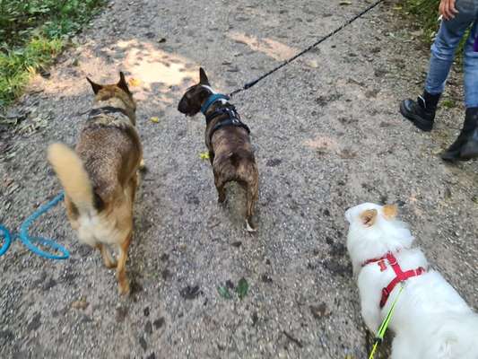 Hundetreffen-Hunde Gassi Gang Augsburg-Bild