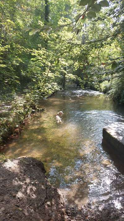 Hundetreffen-Spiel und Gassitreffen-Bild