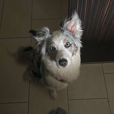 Hundetreffen-Social Walk Mariendorf-Bild