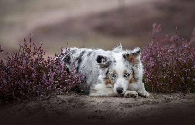 Heide Shooting-Beitrag-Bild