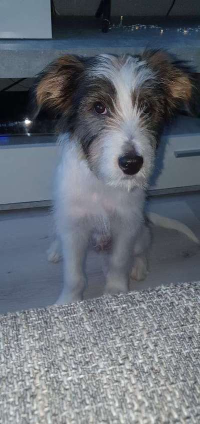 Welpen Bilder !-Beitrag-Bild