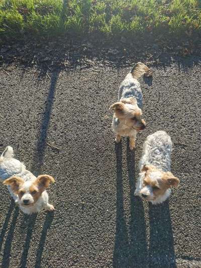 Hundetreffen-Kleine Hunde Treffen - oder große die kleine mögen-Bild
