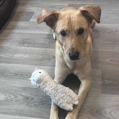 Hundetreffen-Spaziergang-Bild