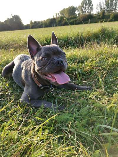 Hundetreffen-Gassi Runde Gelnhausen-Bild