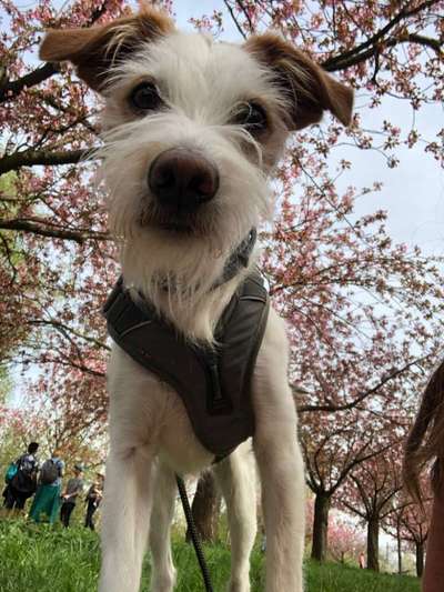 Kromforländer gesucht-Beitrag-Bild