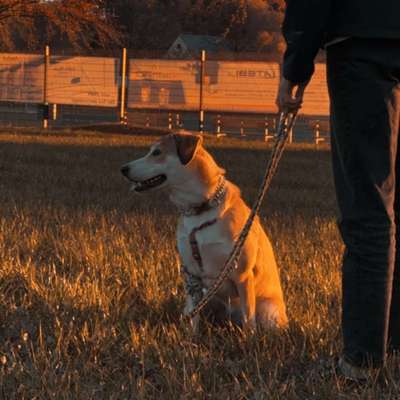 Hundetreffen-Social Walk/ Sozialisierung-Bild