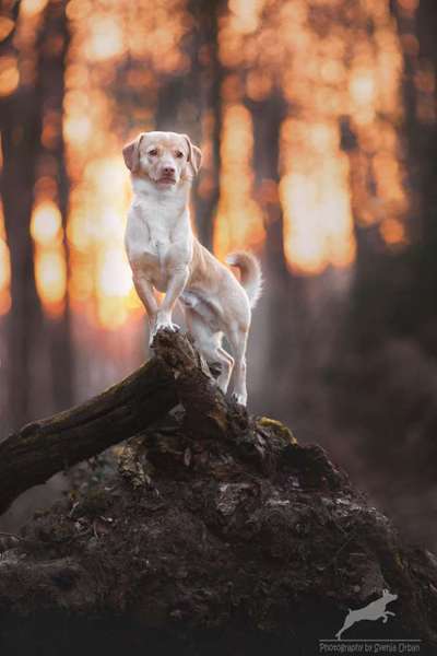 Fotografie / Hundefotografie-Beitrag-Bild