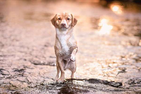 Foto's und Hundemodels-Beitrag-Bild