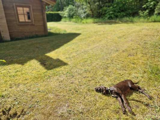 Sind hier Deutsch Kurzhaar/ Jagdhunde?-Beitrag-Bild