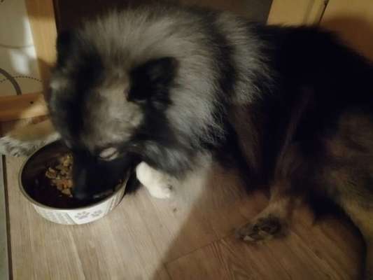 Zeigt eure verrücktesten Hundebilder-Beitrag-Bild