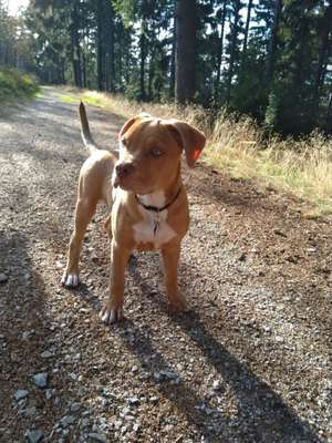 Welpen Bilder !-Beitrag-Bild