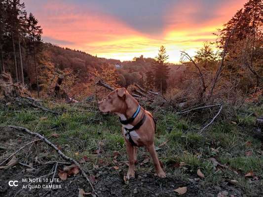 Foto Challenge 2 BEENDET 
Bitte aktuelle Challenge nutzen-Beitrag-Bild