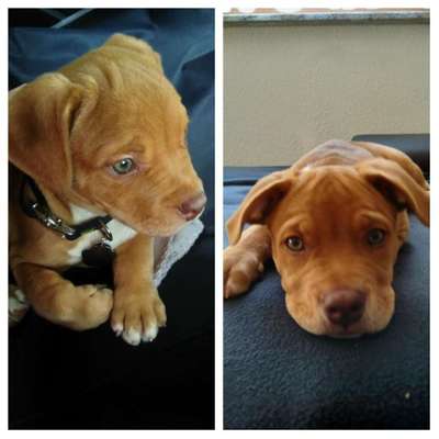 Welpen Bilder !-Beitrag-Bild