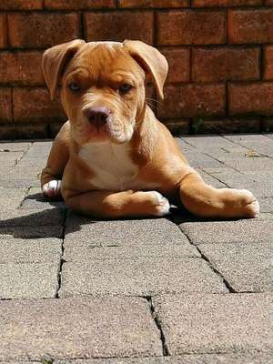 Welpen Bilder !-Beitrag-Bild