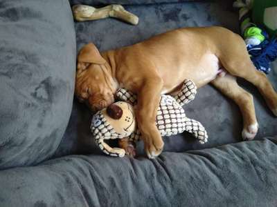 Welpen Bilder !-Beitrag-Bild