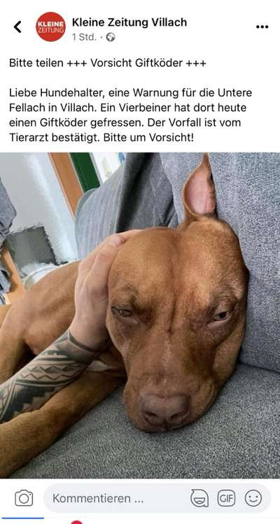 Giftköder-Giftköder Villach-Bild