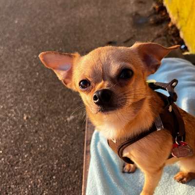 Hundetreffen-Rintheim Umgebung