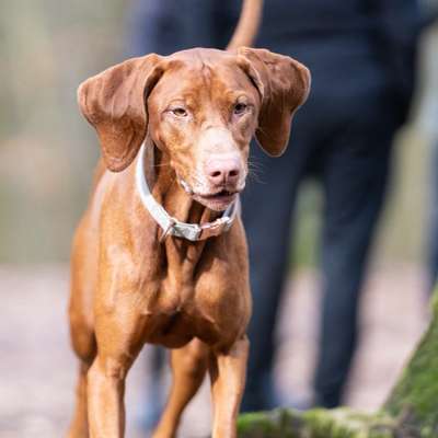 Hundetreffen-Suchen neue Spaziergefährten-Bild