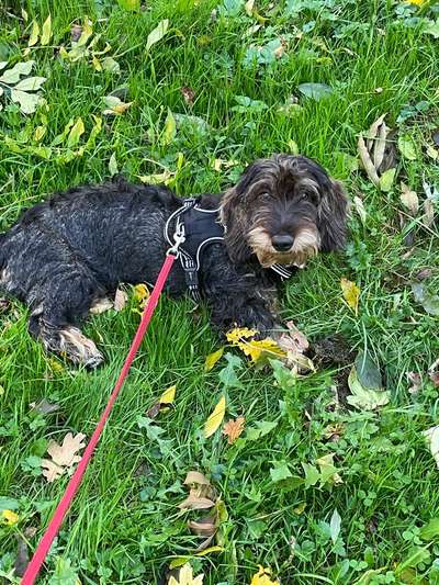 Hundetreffen-Spielen, Gassi gehen und etwas Training-Bild