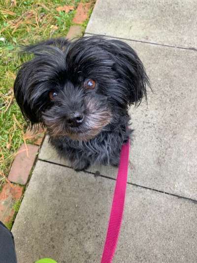 bolonka zwetna 😁-Beitrag-Bild