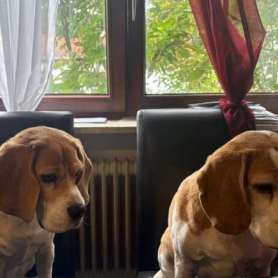 Hundetreffen-Hundetreffen mit Gassirunde-Bild