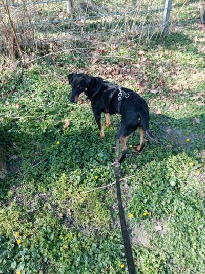 Immer der Nase nach - die schönsten Jagdhund-Bilder-Beitrag-Bild