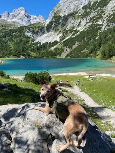 Australian Cattle Dogs-Beitrag-Bild