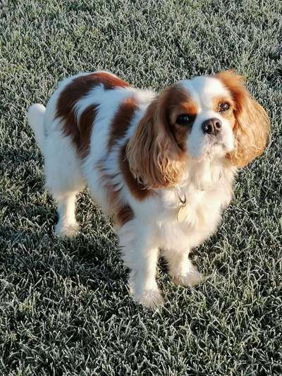 Gibt es hier auch Cavalier King Charles Spaniel Besitzer?-Beitrag-Bild