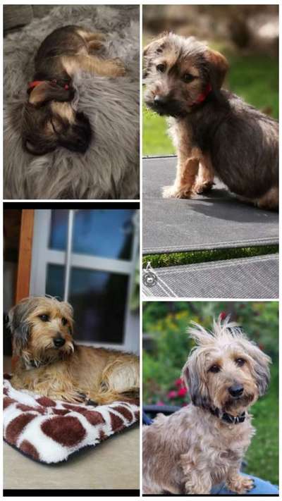 Welpenfotos-Beitrag-Bild