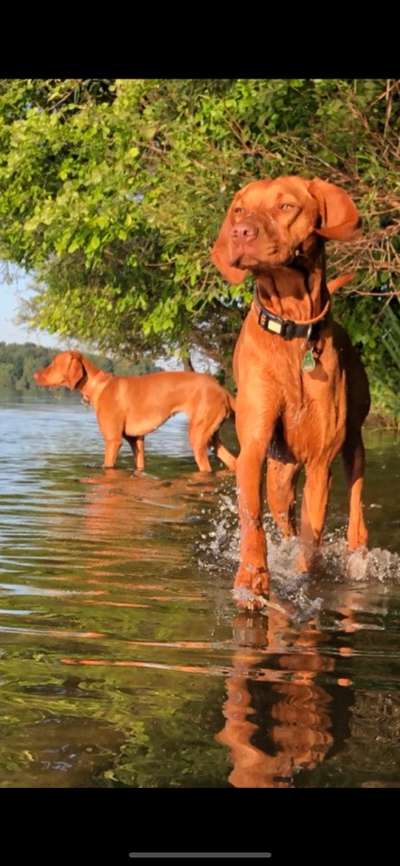 Dogorama-Monats-Challenge-Mai "Wasser"-Beitrag-Bild