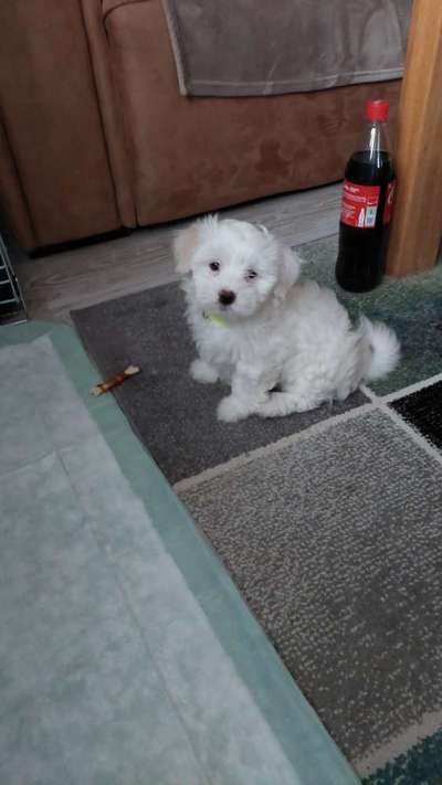 Hundetreffen-Welpen...oder Kleinhundetreffen-Bild