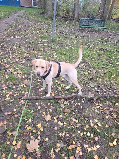 Hundetreffen-Labrador/Golden Retriever Treffen-Bild