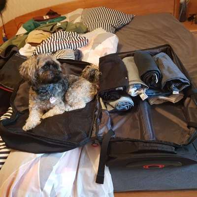 Hundetreffen-Schöne Gassi Runde-Bild