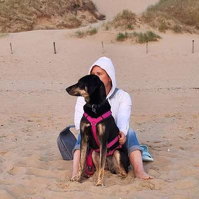 Hundetreffen-Ruhige Spaziergänge gesucht: Sicherheit & Abstand für sensible Bracken-Mix-Hündin (58 cm)-Bild